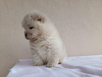 Chow chow - 4