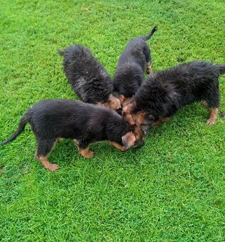 Nemecký ovčiak - 4