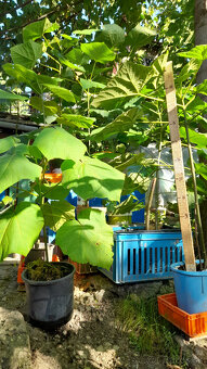 Cisarsky strom Paulownia a Aloe vera - 4