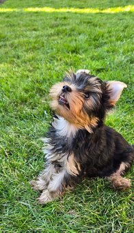 Šteniatko Yorkshire Terrier s PP-REZERVOVANÝ - 4