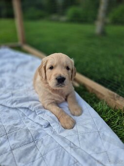 Zlaty retriever - 4