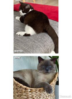 Britské mačiatka - 4