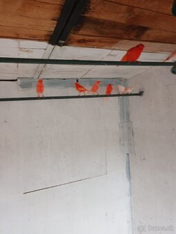 Kanáre - predaj - 4