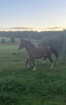 Brzy dvouletý valach Welsh Cob - 4