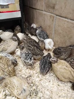 Prepelice japonské-sliepky - 4