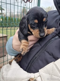 jazvecik trpaslici kratkosrsty - 4