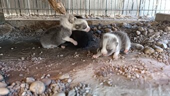 Líška (Vulpes vulpes) - 4