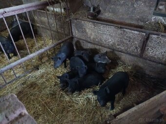 Vietnamské prasiatka - 4