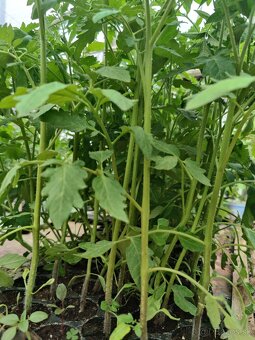Planty na predaj - 4