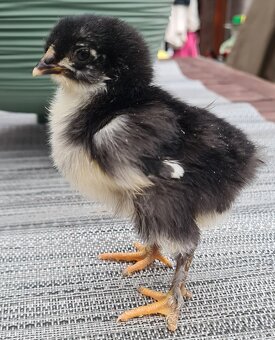 Marans medenokrké - 4
