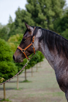 Na predaj QH valach - 4