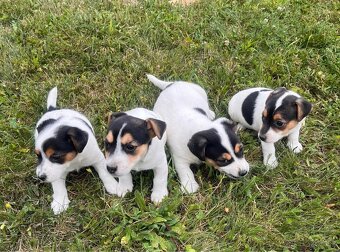 Jack Russell - 4