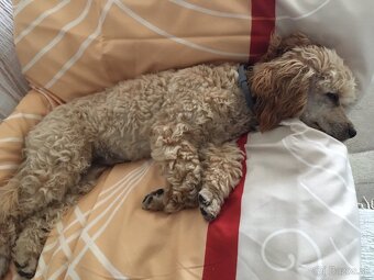 PONUKNITE PUDEL ŠTENIATKO APRICOT - 4