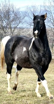 Zrebce Pripúšťanie - 4