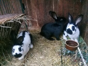 Zajace na predaj - 4