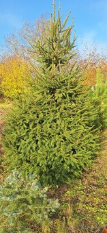 Živé smreky🎄 ako Vianočný stromček🎄 - 4