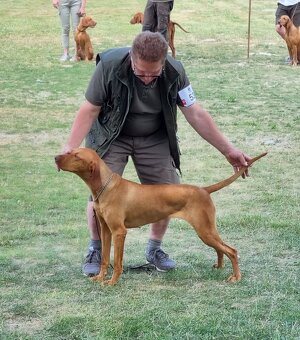 Madarska vyzla šteniatka s PP - 4