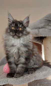 MAINE COON - Mainská mývalia s PP - 4
