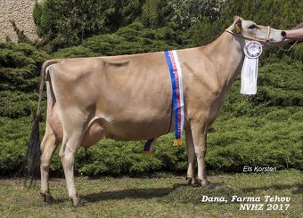 Plemenné jalovice JERSEY z Dánska - 4