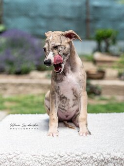 Whippet s PP FCI - 4