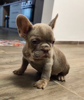 Francuzsky buldocek - 4