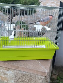 Hýľ obyčajný / Pyrrhula Pyrrhula/ Mutácia - 4