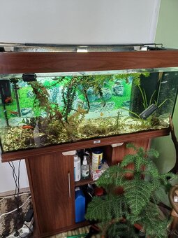 Akvárium 180l Juwel rio - 4