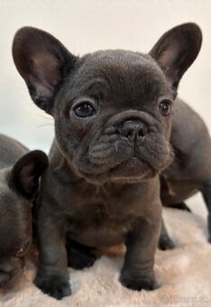 Francúzsky buldoček, buldog - 4