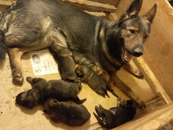 Nemecký ovčiak - šteniatka s PP - 4