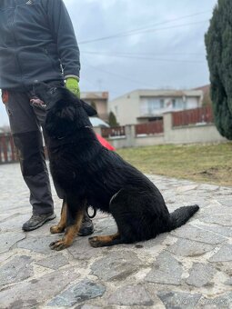 Nemecký ovčiak - 4