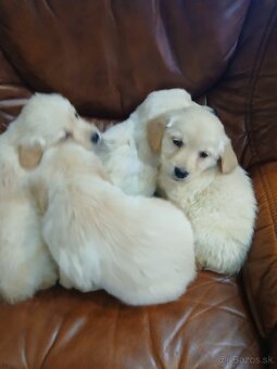 Predám šteniatka Zlatý retriver - 4