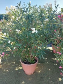 Oleander v črepníku - 4