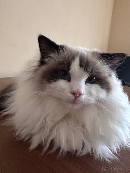 Ragdoll mačiatka s rodokmeňom, s PP FIFE - 4