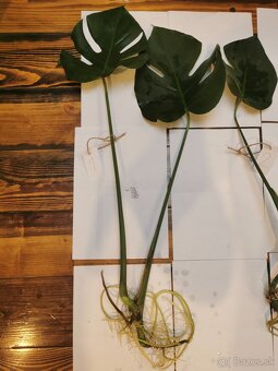 Monstera deliciosa - 4