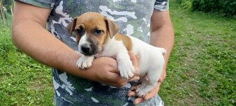 Jack russel terier šteniatka - 4