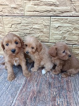 Maltipoo,maltipo - 4