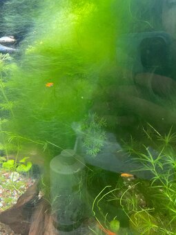 Akvarijný mach - 4
