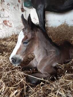 Kobyla sliezsky teplokrvník ( šlonzák ) - 4