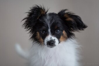Papillon s preukazom o pôvode - 4