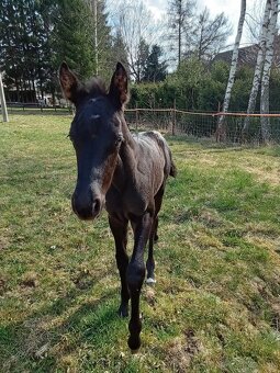 Letošní klisnička Appaloosa - 4