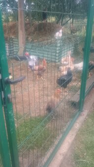 Kohúty (obec Malé Trakany) - 4