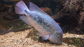 Predam cichlidy Vieja hartwegi Rio Grijalva F1 - 4