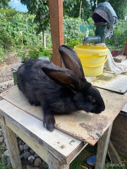Predám zajace - 4