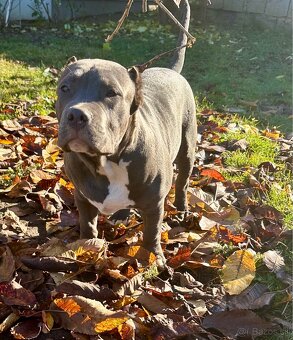 American Bully XL - 4
