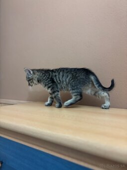 Darujem krásnu mačičku - 4