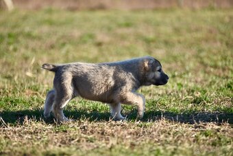 Stredoázijský ovčiak SAO s PP - 4