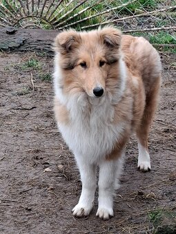 Kólia dlhosrstá - 4