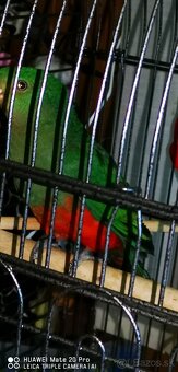 Papagáj kralovský - 4