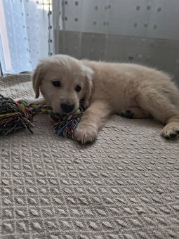 Zlatý retriever - 4