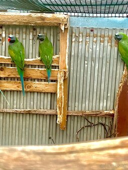 Alexander čínsky - 4